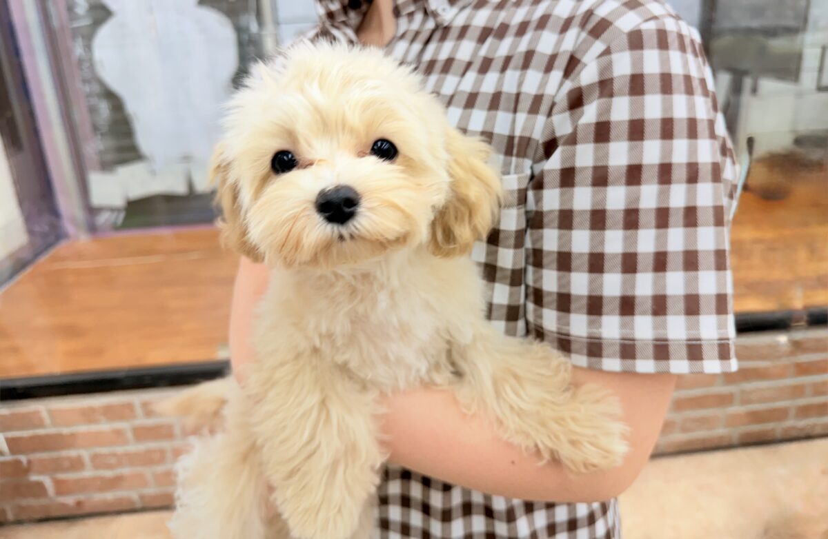 動画あり🎥ハーフ犬（マルチーズ×トイプードル）女の子♪店内お散歩練習中！