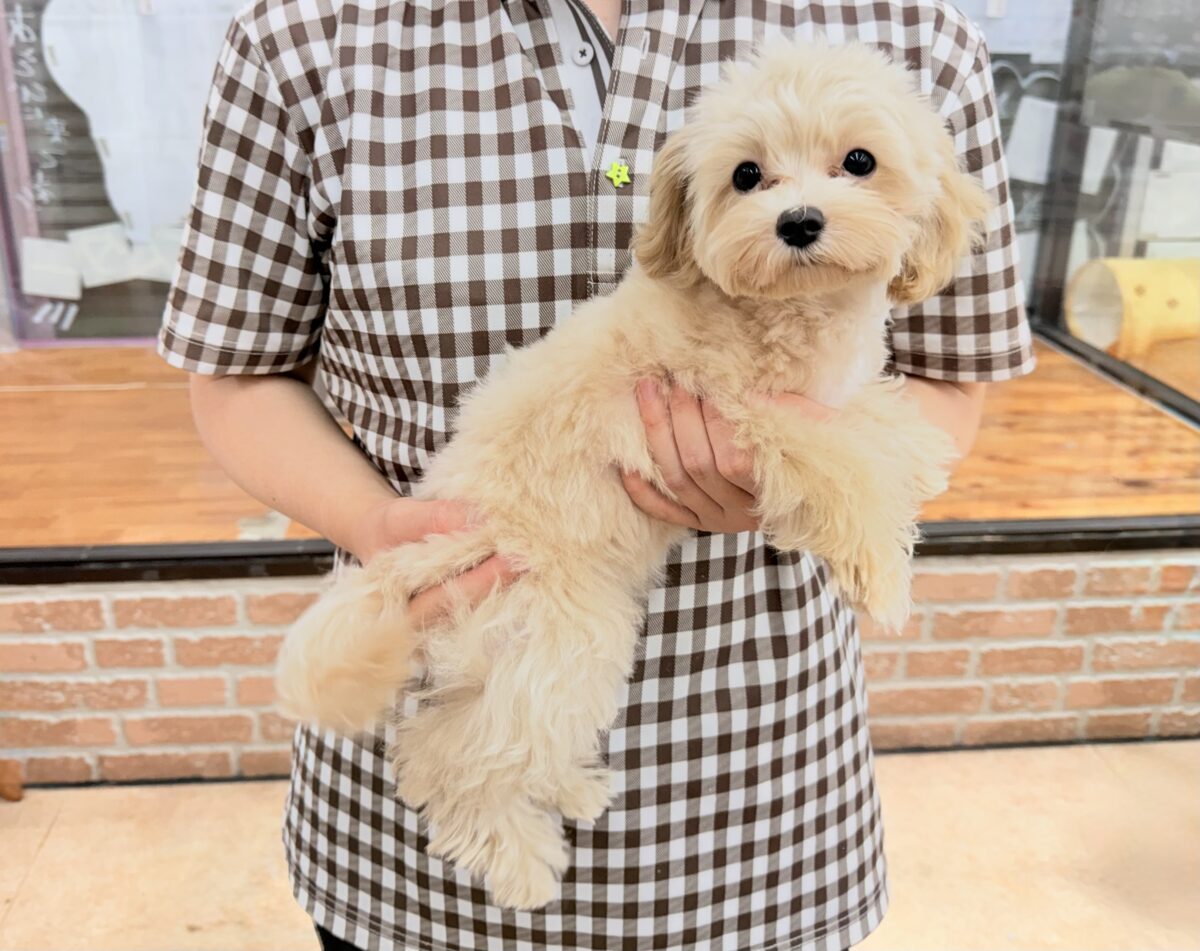 マルプー