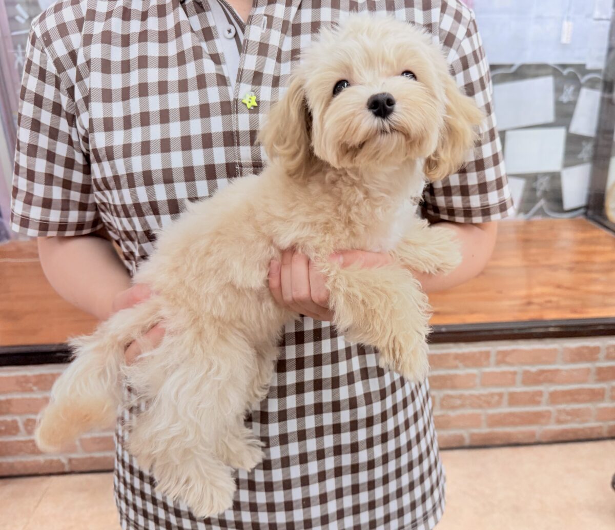 マルプー