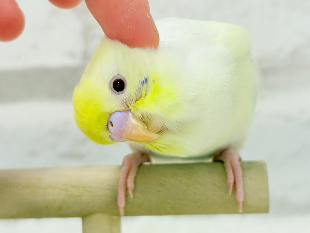 【最新画像更新🪄】レアカラー🪅美しの羽色🪶✨セキセイインコ(ファロー) ヒナ