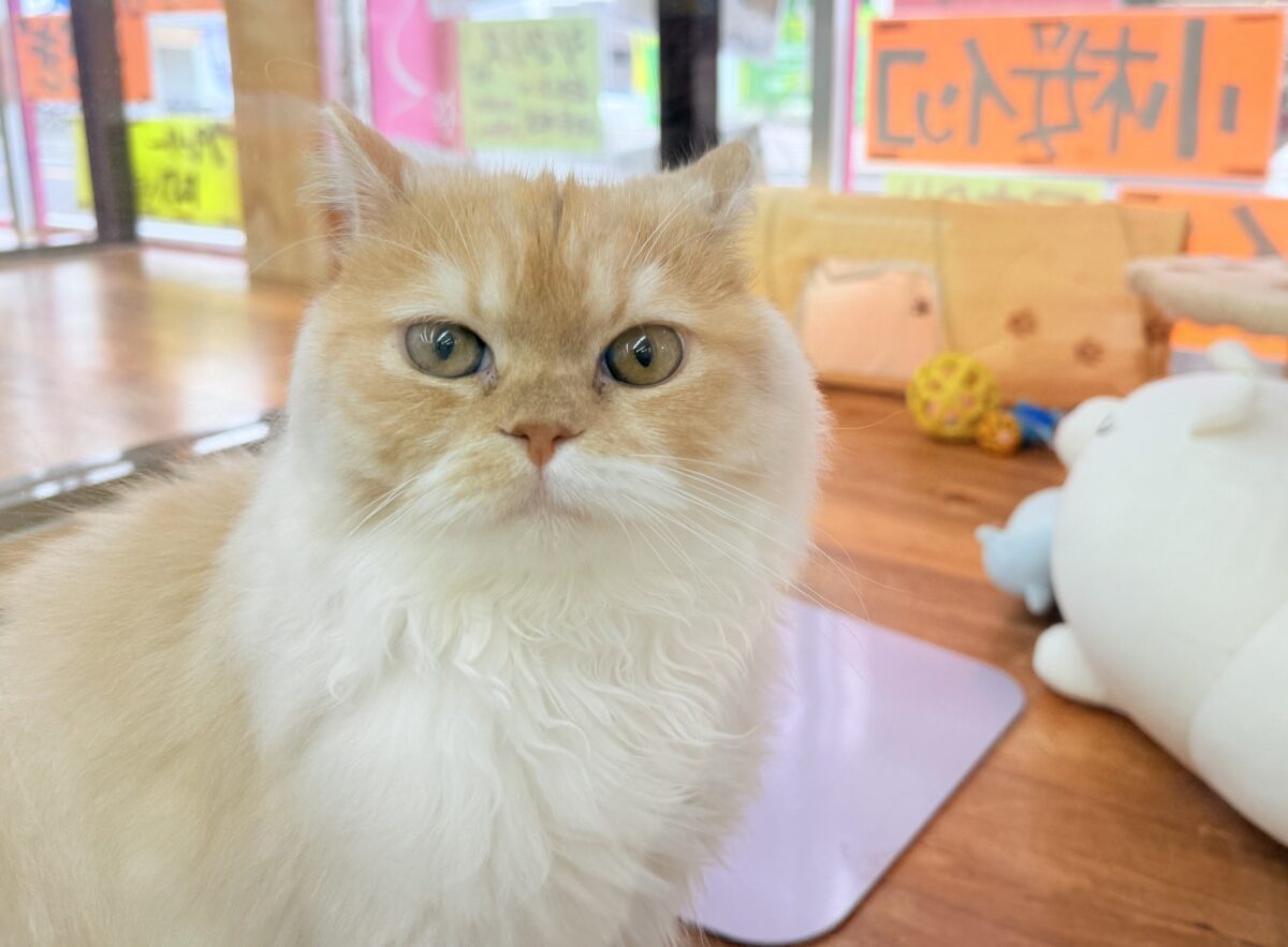 最新画像📸立ち耳スコティッシュフォールド(レッドタビー&ホワイト)男の子♫超絶甘えんぼ〜ハンモックがお気に入り♪ スコティッシュフォールド