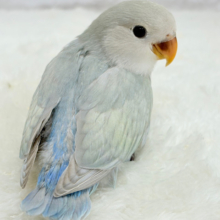 【最新画像更新🪄】ふわふわちゃんの癒しをお届け♡コザクラインコ ヒナ