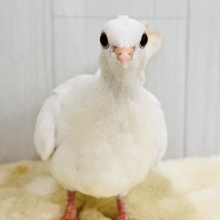 画像更新💓‪キラッと美鳩になりましたよ〜🌟ギンバト