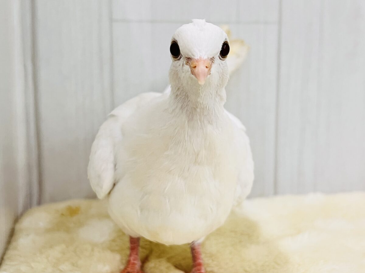 ギンバト