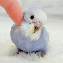 【最新画像・動画更新🪄もうすぐひとり餌‪☆】可愛さ爆発🐥💥💖セキセイインコ(スパングル) ヒナ