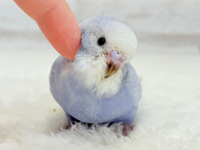 【最新画像・動画更新🪄もうすぐひとり餌‪☆】可愛さ爆発🐥💥💖セキセイインコ(スパングル) ヒナ