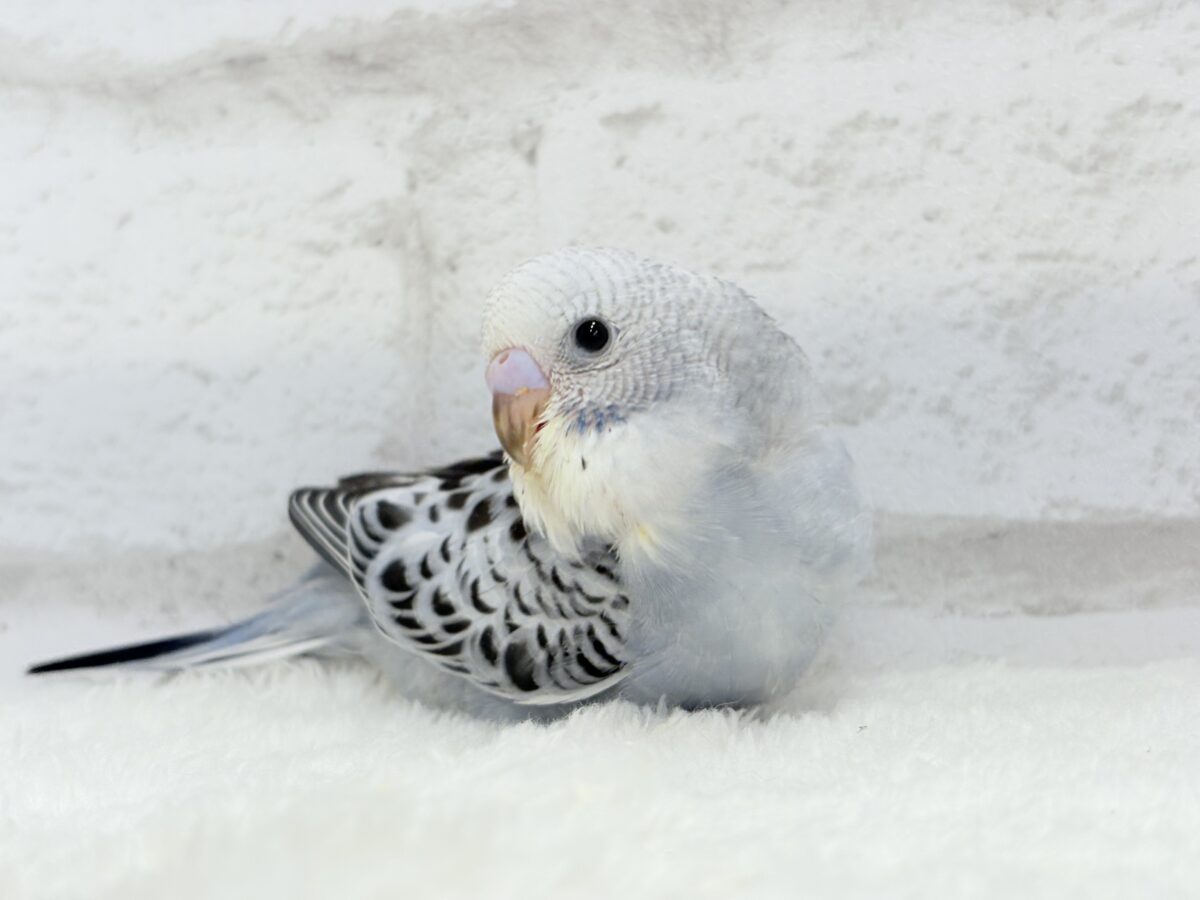 【最新画像更新🪄】おめめきゅるんっ♡未来が楽しみ🪅セキセイインコ(グレーオパーリン) ヒナ セキセイインコ