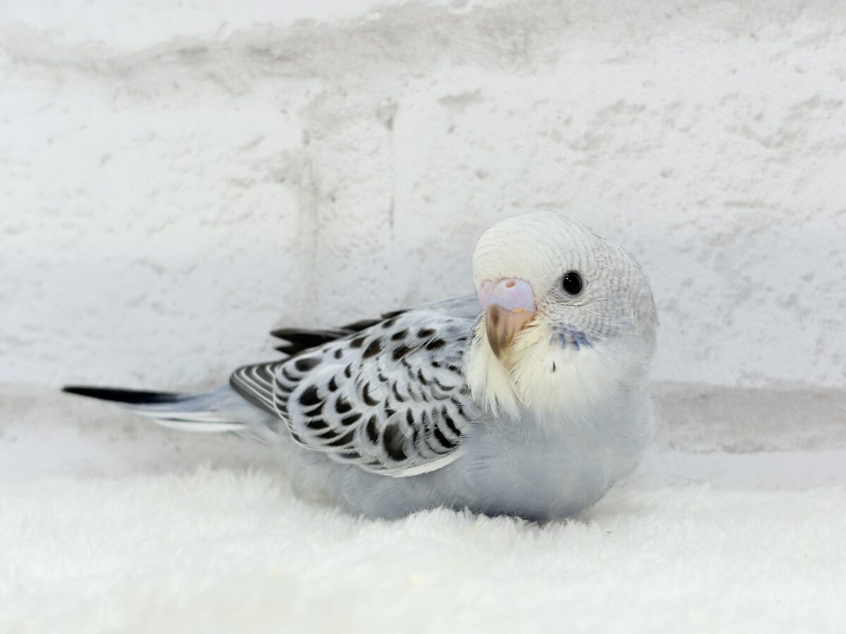 【最新画像更新🪄】おめめきゅるんっ♡未来が楽しみ🪅セキセイインコ(グレーオパーリン) ヒナ セキセイインコ