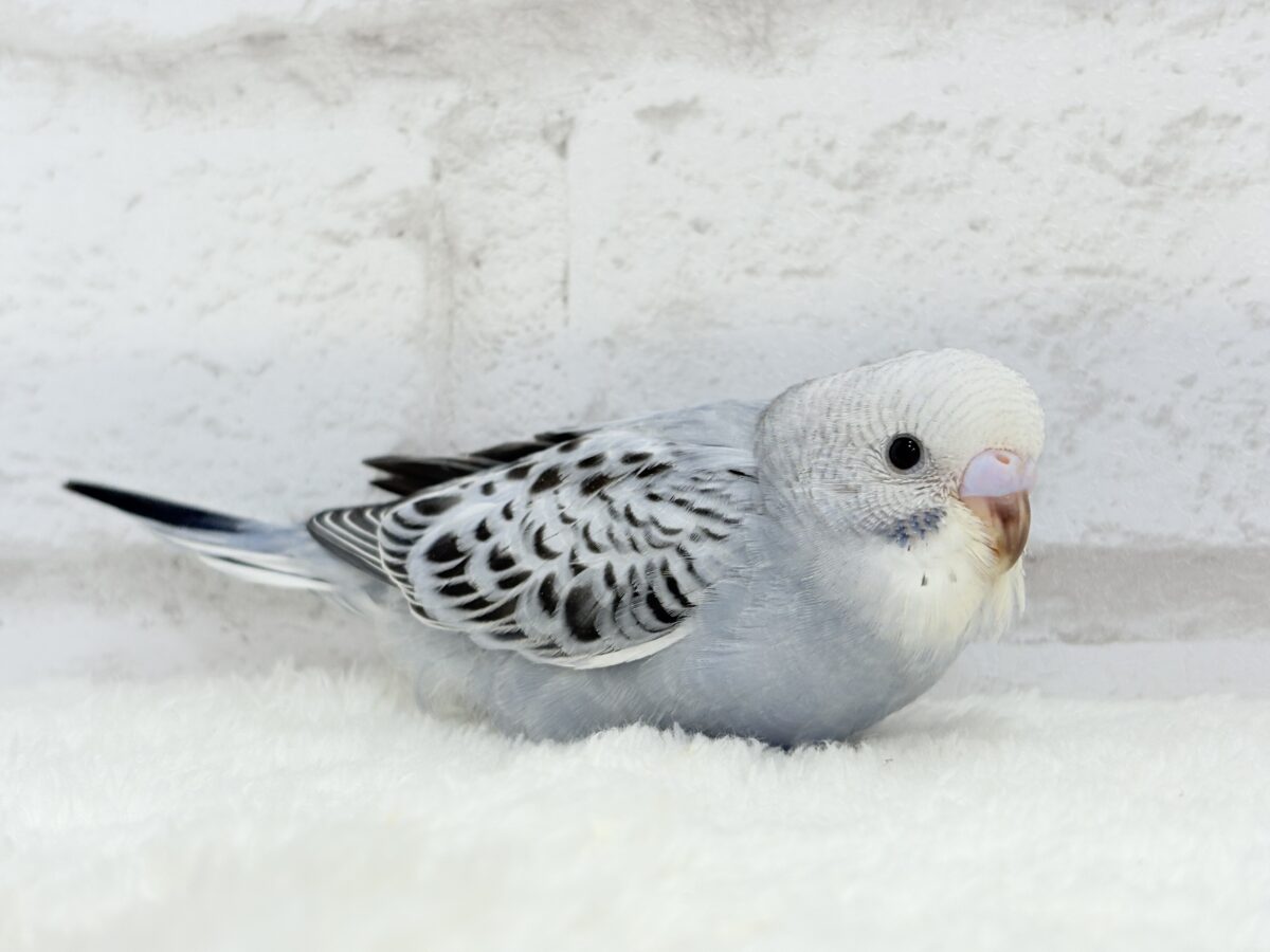 【最新画像更新🪄】おめめきゅるんっ♡未来が楽しみ🪅セキセイインコ(グレーオパーリン) ヒナ セキセイインコ