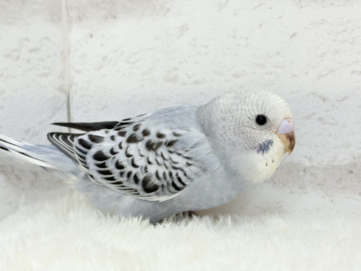 【最新画像更新🪄】おめめきゅるんっ♡未来が楽しみ🪅セキセイインコ(グレーオパーリン) ヒナ セキセイインコ