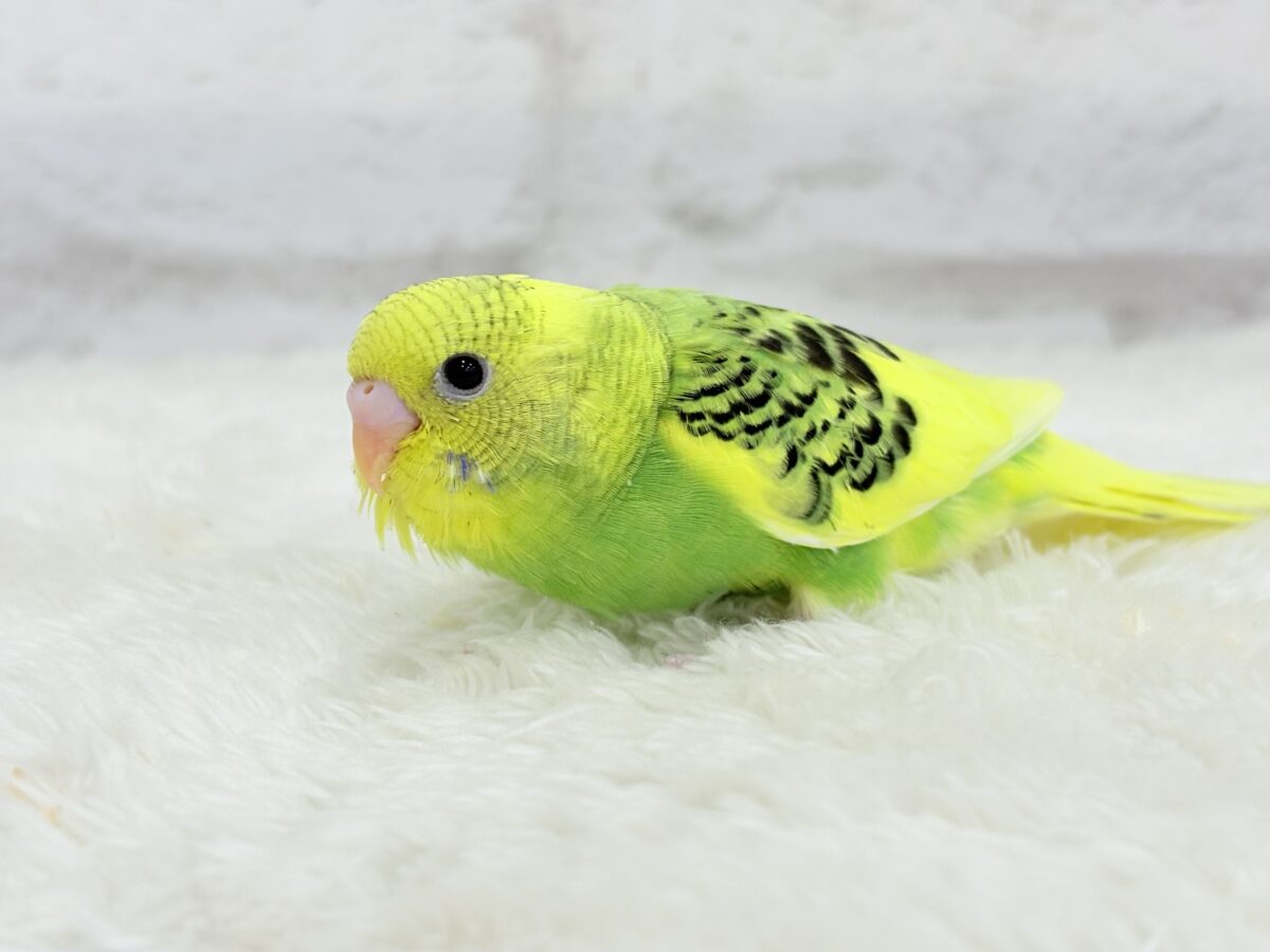 【最新画像更新🪄】ビタミンカラーのお花が咲いた🐣🌼セキセイインコ(パイド) ヒナ セキセイインコ