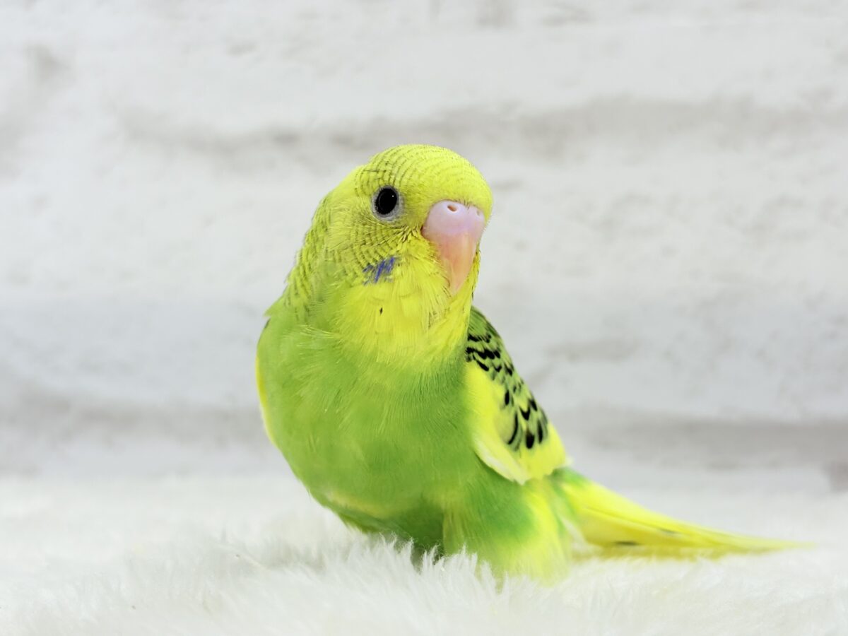 【最新画像更新🪄】ビタミンカラーのお花が咲いた🐣🌼セキセイインコ(パイド) ヒナ セキセイインコ