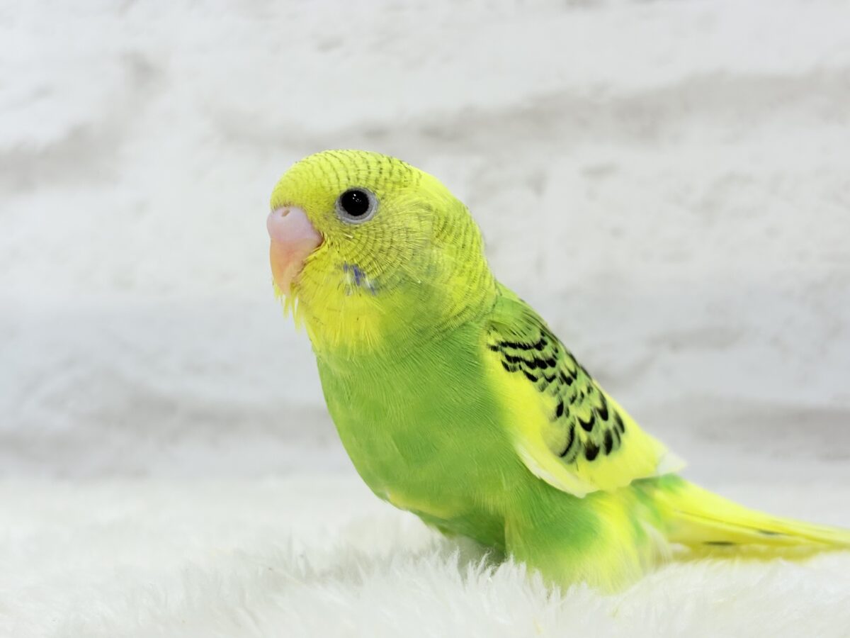 【最新画像更新🪄】ビタミンカラーのお花が咲いた🐣🌼セキセイインコ(パイド) ヒナ セキセイインコ
