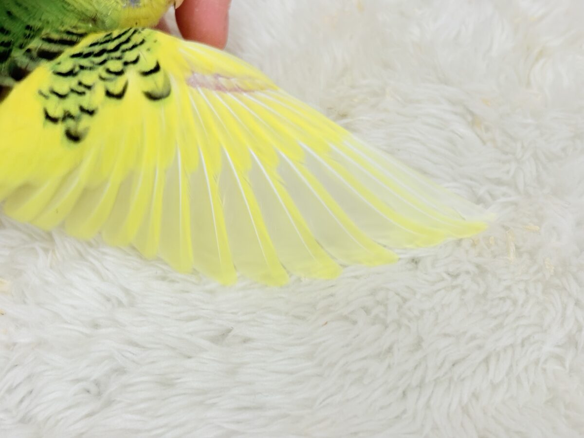 【最新画像更新🪄】ビタミンカラーのお花が咲いた🐣🌼セキセイインコ(パイド) ヒナ セキセイインコ