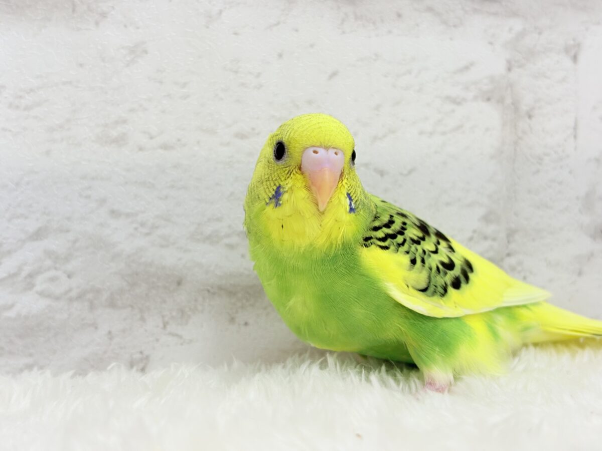 【最新画像更新🪄】ビタミンカラーのお花が咲いた🐣🌼セキセイインコ(パイド) ヒナ セキセイインコ