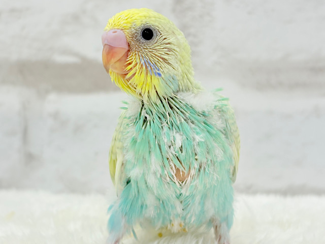 カメラ目線なら任せてね🐣🫧セキセイインコ(パステルカラーレインボー) ヒナ