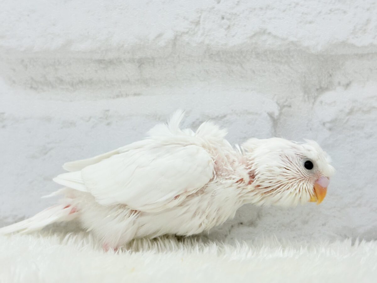 梵天セキセイインコ
