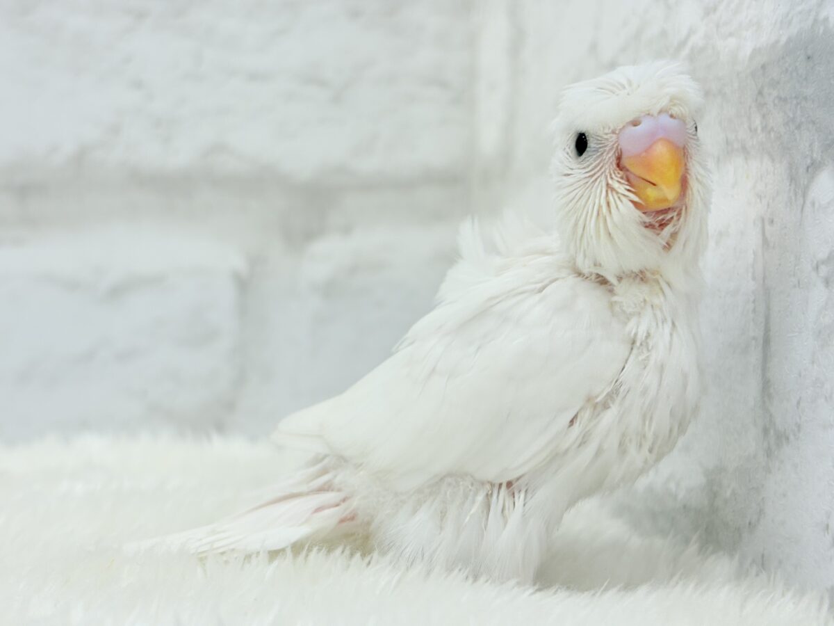 梵天セキセイインコ