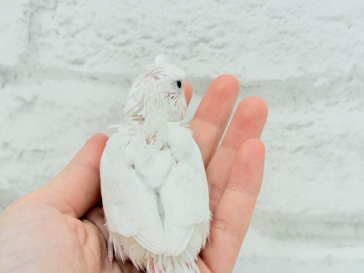 梵天セキセイインコ
