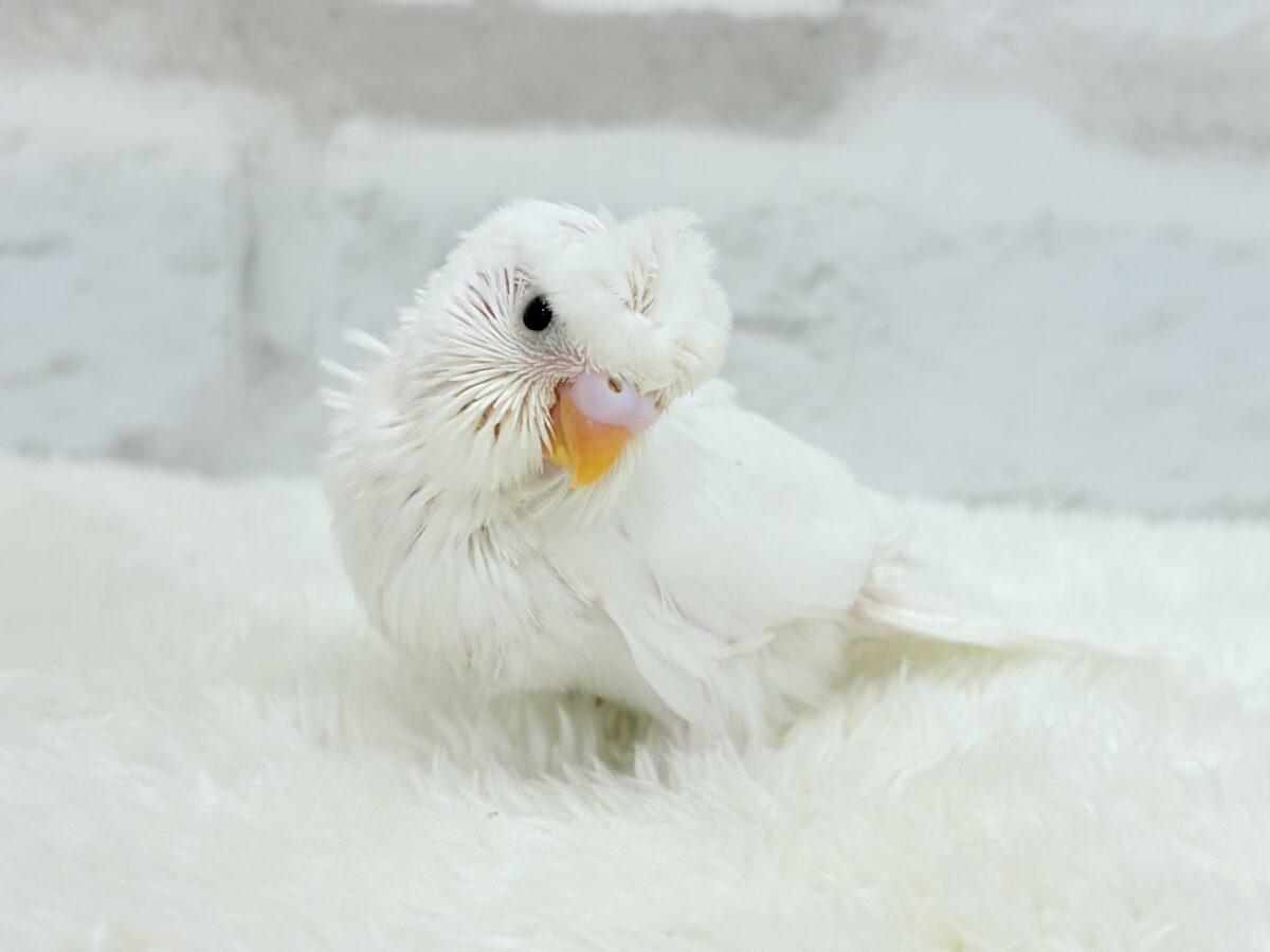 梵天セキセイインコ