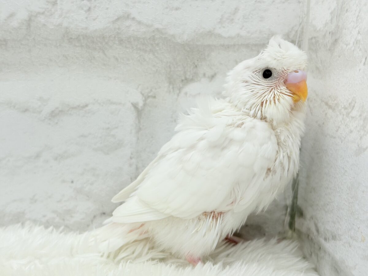 梵天セキセイインコ