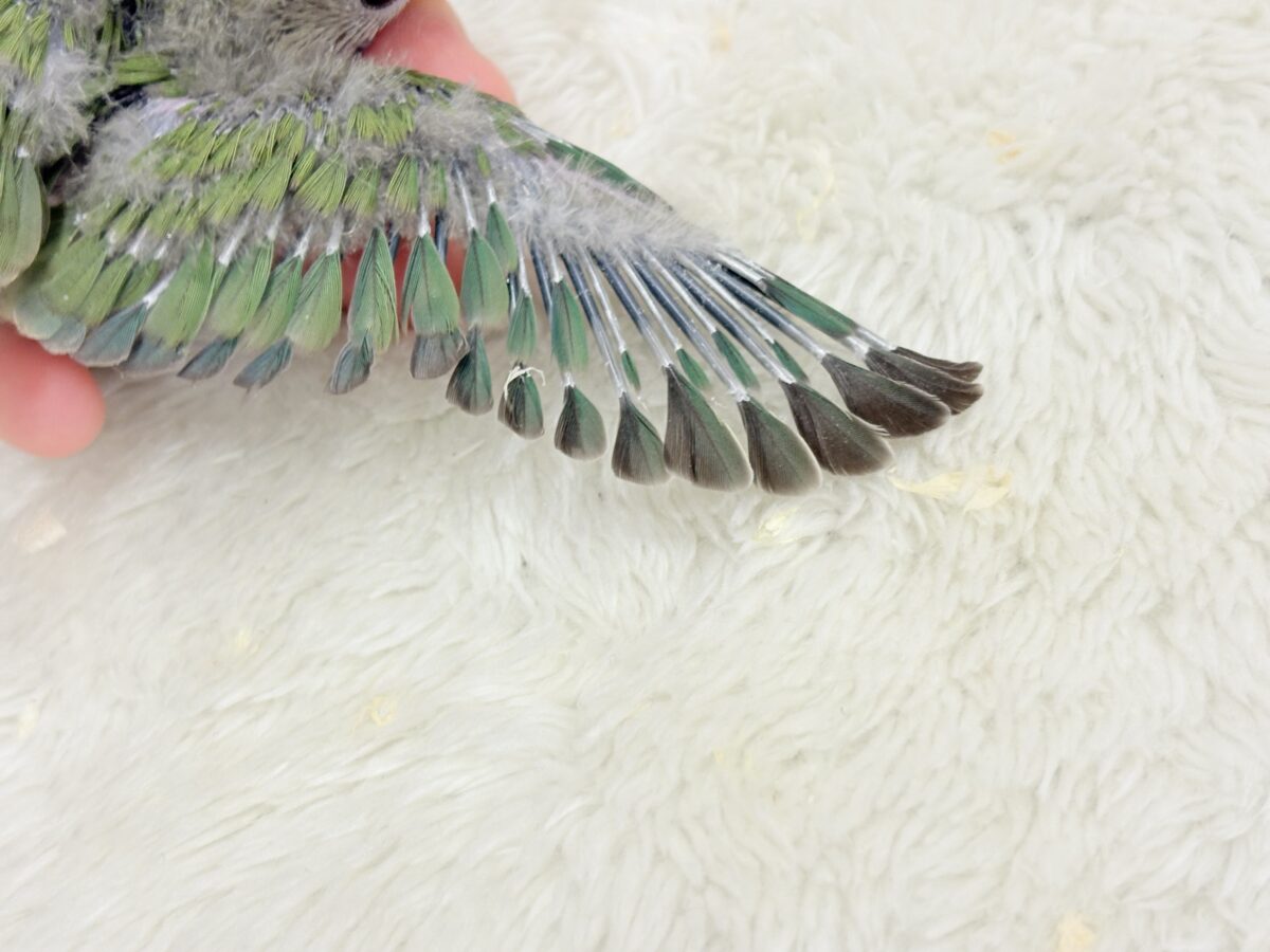 【最新画像更新】うるきゅるのおめめがたまらん♡♡コザクラインコ(ノーマル) ヒナ コザクラインコ(小桜インコ)