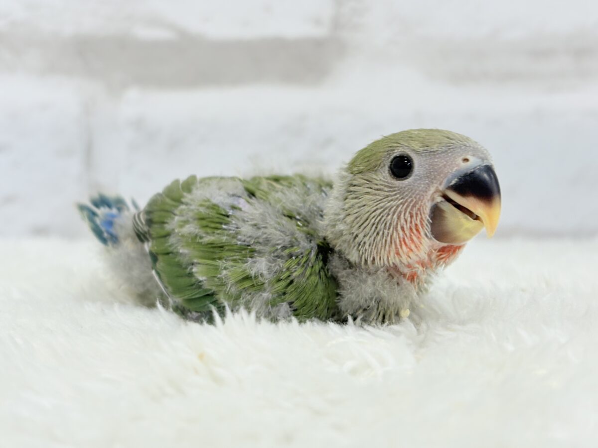 【最新画像更新】うるきゅるのおめめがたまらん♡♡コザクラインコ(ノーマル) ヒナ コザクラインコ(小桜インコ)