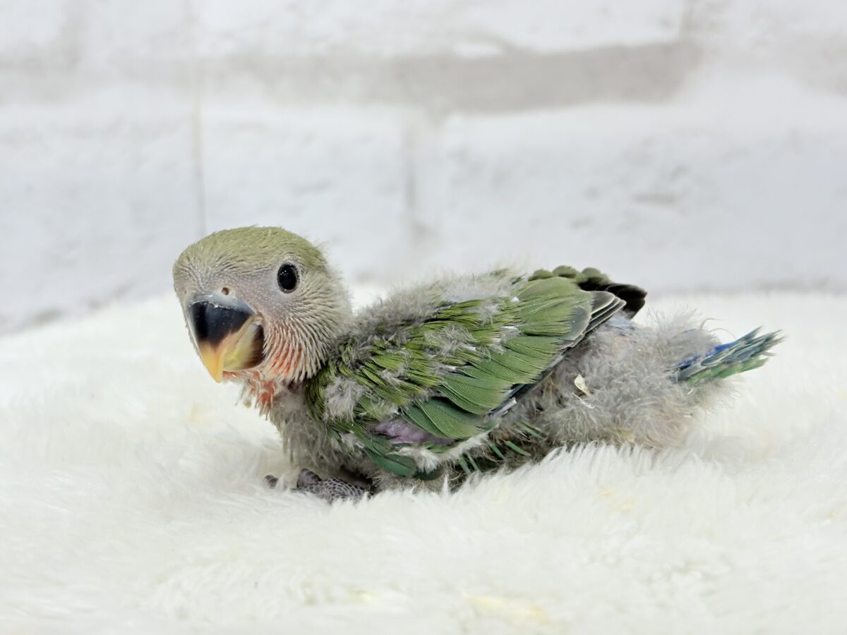 【最新画像更新】うるきゅるのおめめがたまらん♡♡コザクラインコ(ノーマル) ヒナ コザクラインコ(小桜インコ)