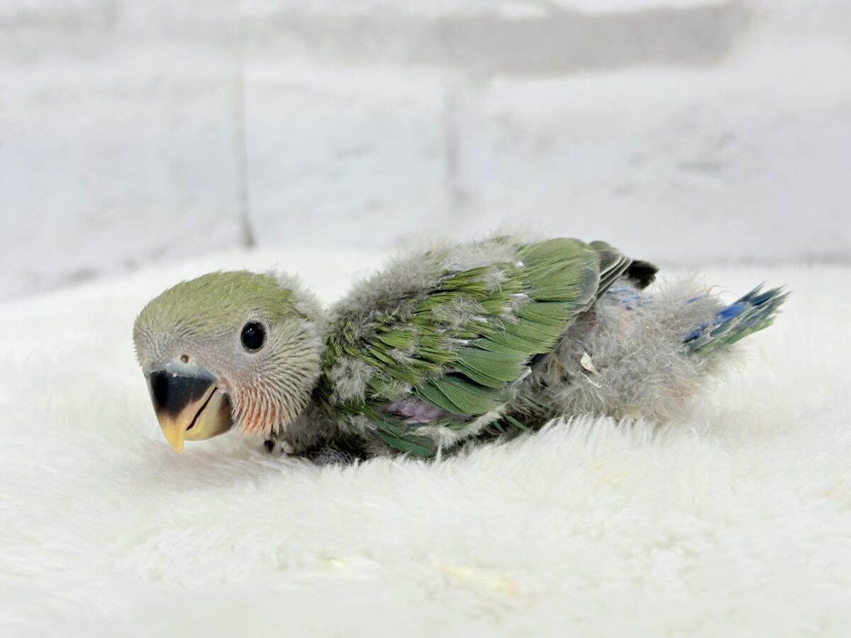 【最新画像更新】うるきゅるのおめめがたまらん♡♡コザクラインコ(ノーマル) ヒナ コザクラインコ(小桜インコ)