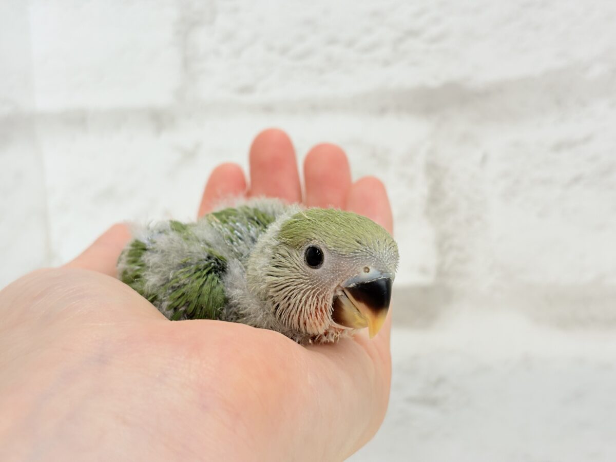 【最新画像更新】うるきゅるのおめめがたまらん♡♡コザクラインコ(ノーマル) ヒナ コザクラインコ(小桜インコ)