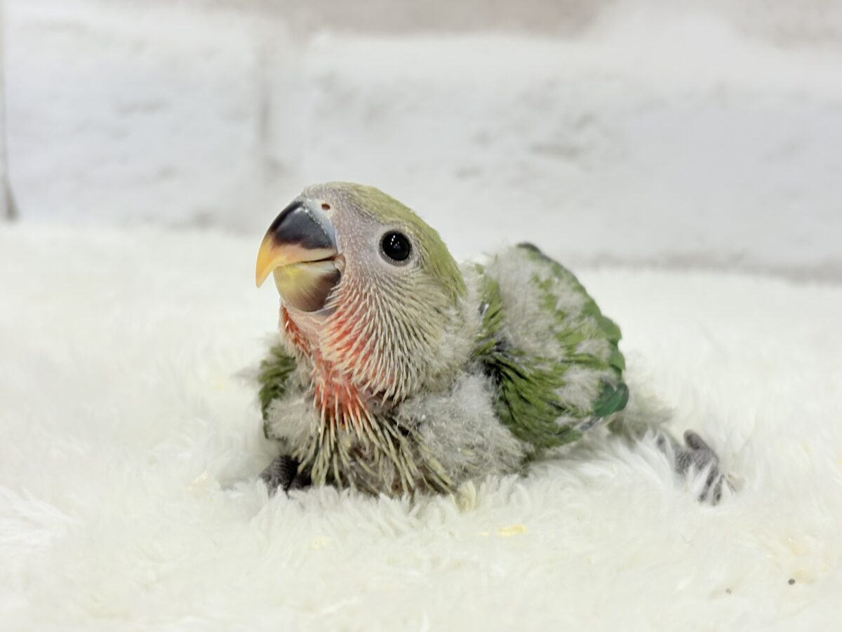 【最新画像更新】うるきゅるのおめめがたまらん♡♡コザクラインコ(ノーマル) ヒナ コザクラインコ(小桜インコ)