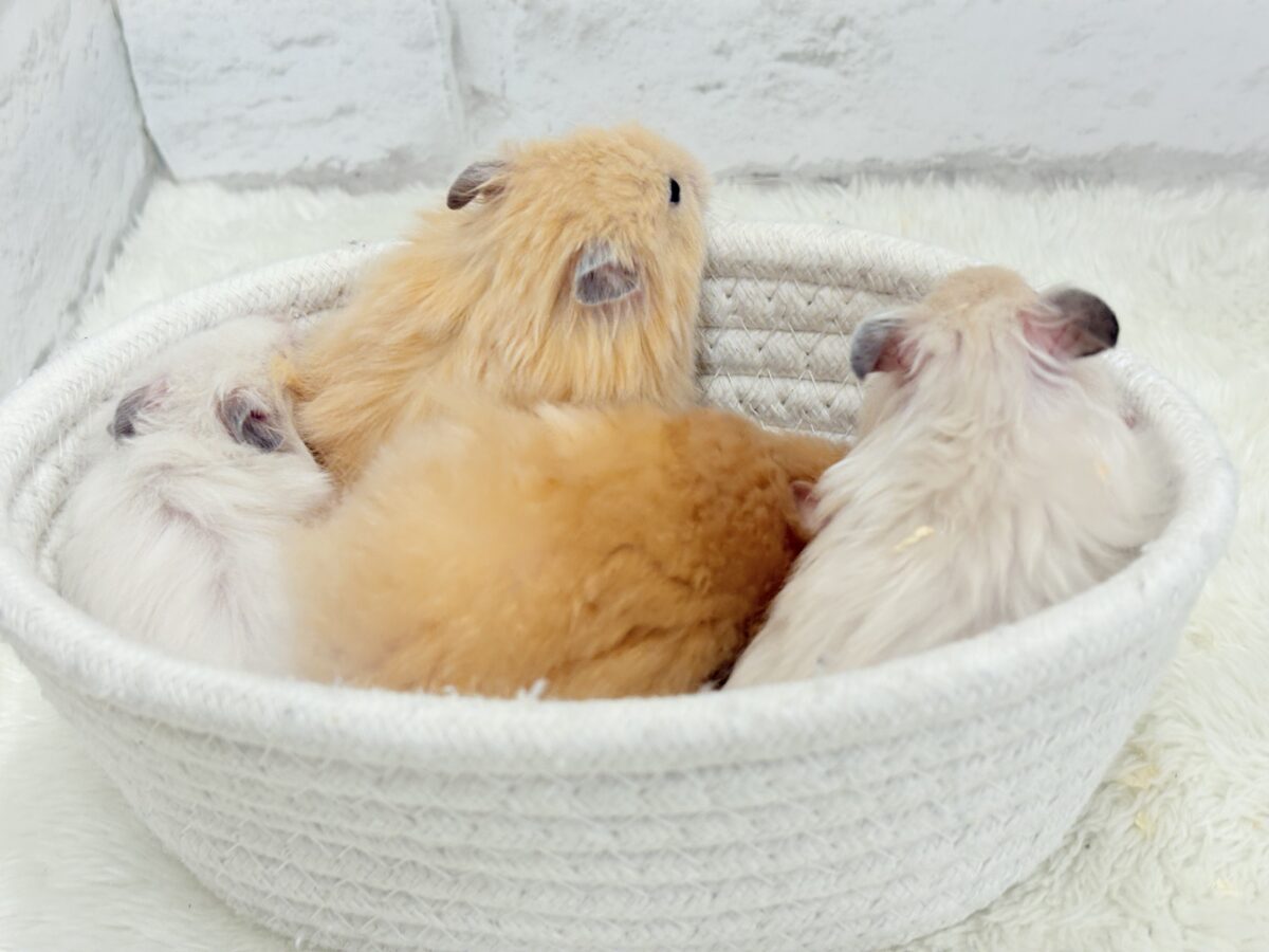 【あと1匹です☆最新画像更新🪄】個性的☆ブラザーズ🐹🪅ゴールデン系ハムスター(男の子) ゴールデンハムスター