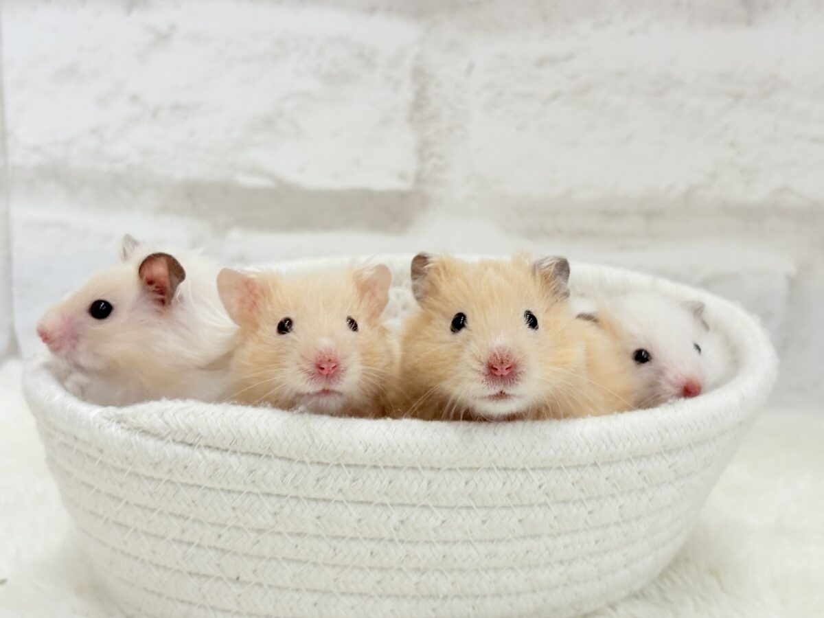 【あと1匹です☆最新画像更新🪄】個性的☆ブラザーズ🐹🪅ゴールデン系ハムスター(男の子) ゴールデンハムスター