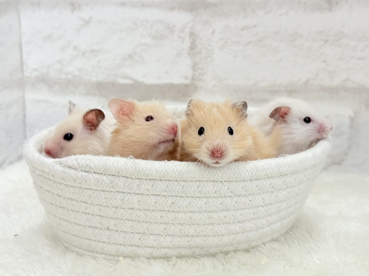 【あと1匹です☆最新画像更新🪄】個性的☆ブラザーズ🐹🪅ゴールデン系ハムスター(男の子) ゴールデンハムスター