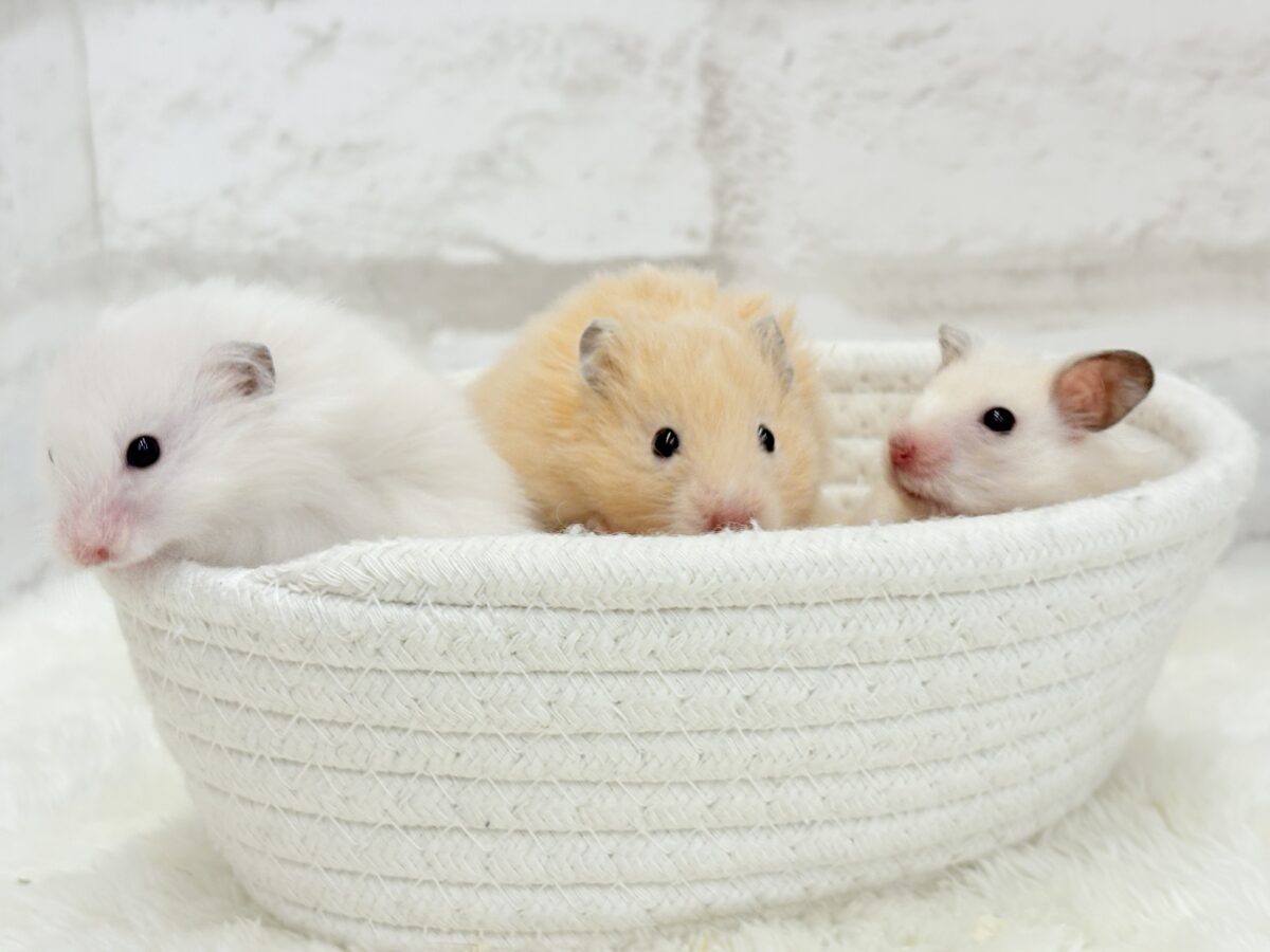 【あと1匹です☆最新画像更新🪄】個性的☆ブラザーズ🐹🪅ゴールデン系ハムスター(男の子) ゴールデンハムスター