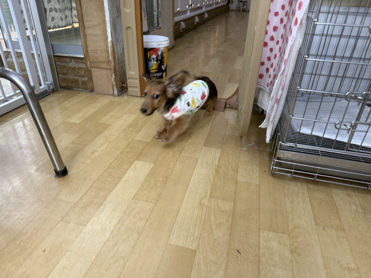 嬉しくて体ごと揺れちゃうのぉ☺️ムチコロBODYのイケメン君💗ミニチュアダックスの男のコきました🌟 ミニチュアダックス