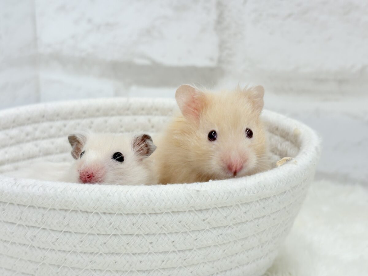 【あと1匹です☆最新画像更新🪄】個性的☆ブラザーズ🐹🪅ゴールデン系ハムスター(男の子) ゴールデンハムスター
