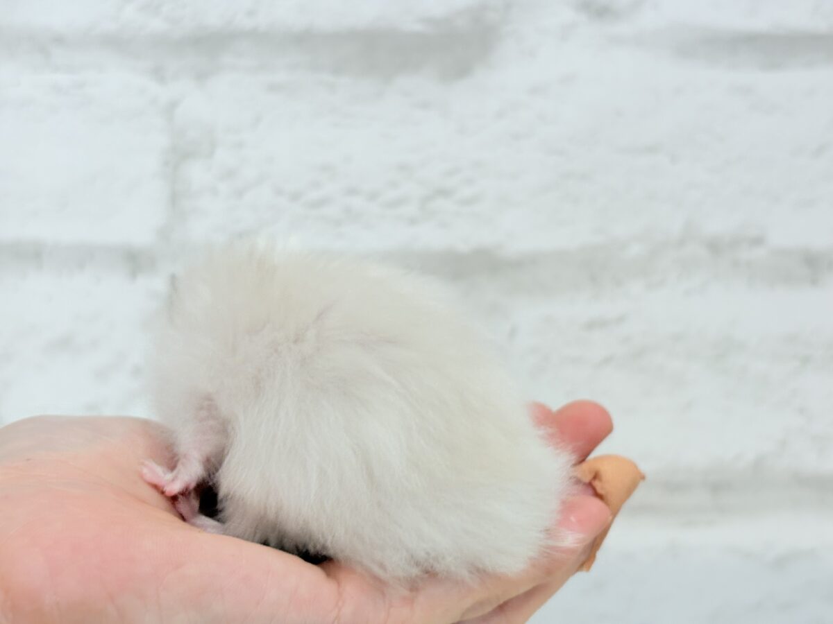 【あと1匹です☆最新画像更新🪄】個性的☆ブラザーズ🐹🪅ゴールデン系ハムスター(男の子) ゴールデンハムスター