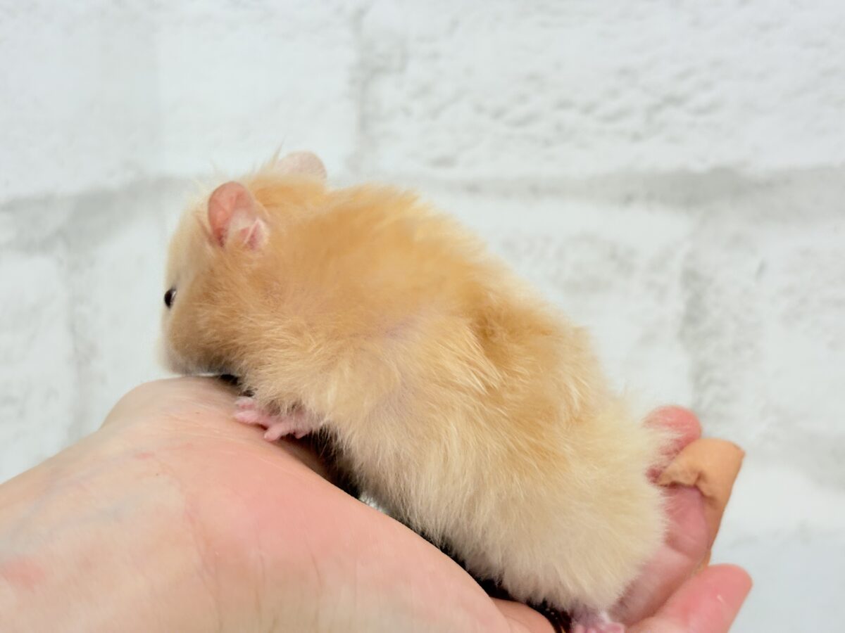 【あと1匹です☆最新画像更新🪄】個性的☆ブラザーズ🐹🪅ゴールデン系ハムスター(男の子) ゴールデンハムスター