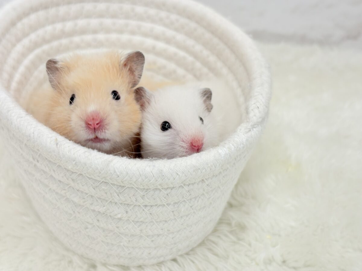 【あと1匹です☆最新画像更新🪄】個性的☆ブラザーズ🐹🪅ゴールデン系ハムスター(男の子) ゴールデンハムスター