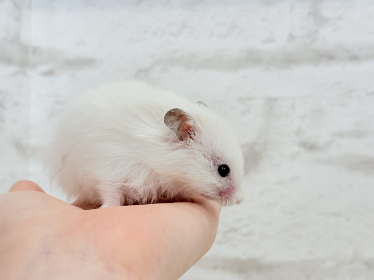 【あと1匹です☆最新画像更新🪄】個性的☆ブラザーズ🐹🪅ゴールデン系ハムスター(男の子) ゴールデンハムスター