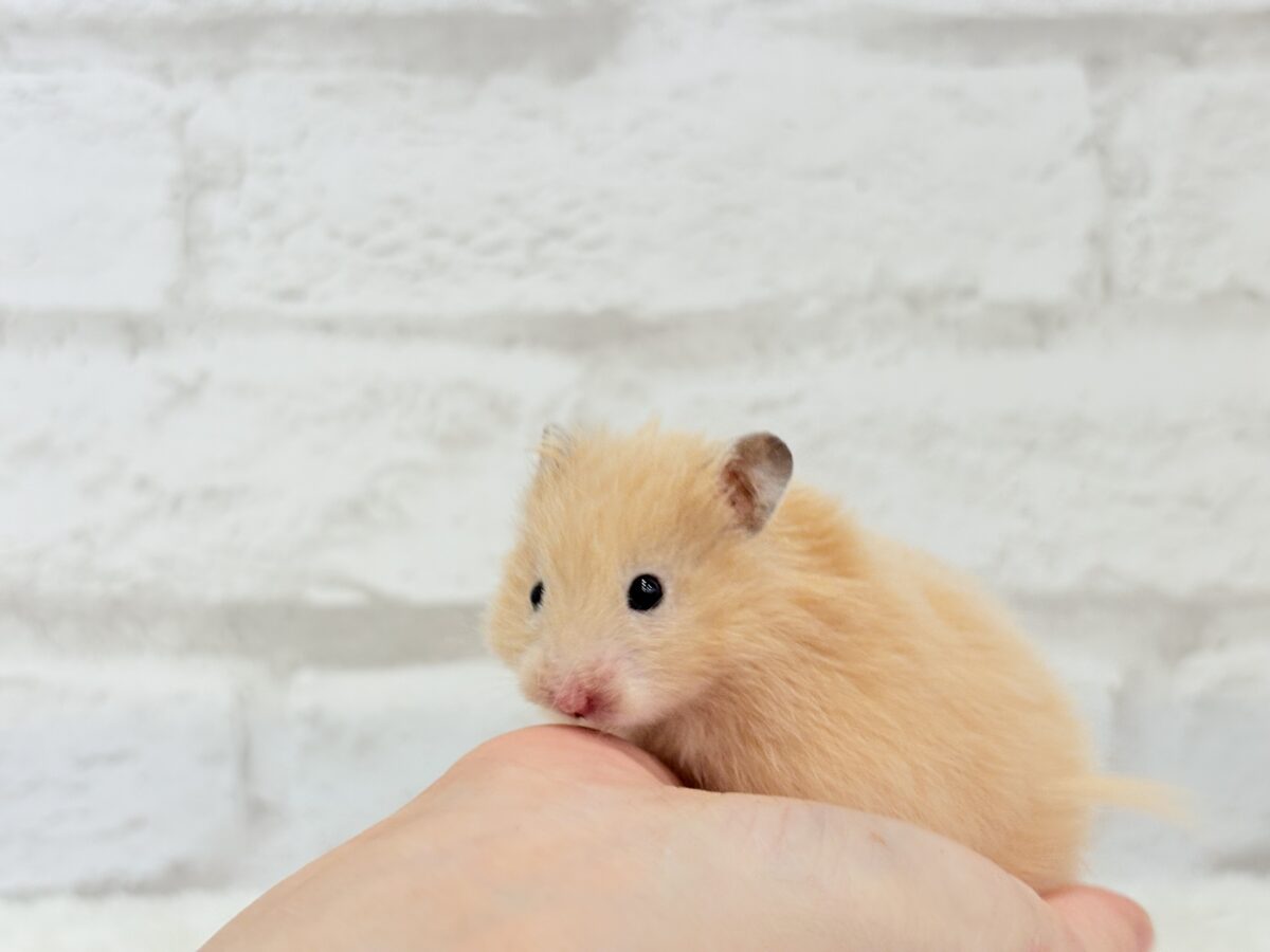 【あと1匹です☆最新画像更新🪄】個性的☆ブラザーズ🐹🪅ゴールデン系ハムスター(男の子) ゴールデンハムスター