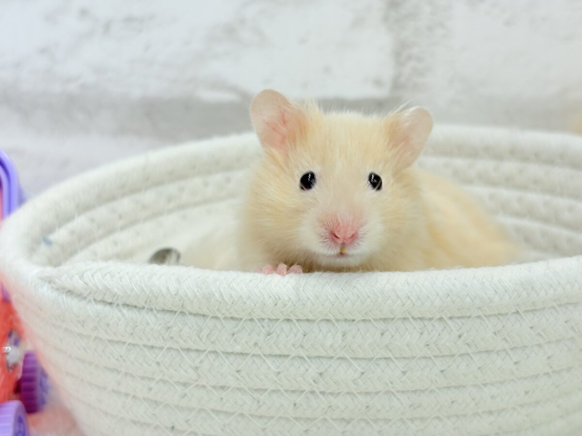 【あと1匹です☆最新画像更新🪄】個性的☆ブラザーズ🐹🪅ゴールデン系ハムスター(男の子) ゴールデンハムスター