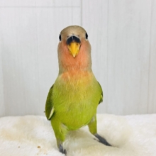 画像更新☆慣れすぎてゼロ距離❣️お抹茶色🍵小桜インコのノーマル💚