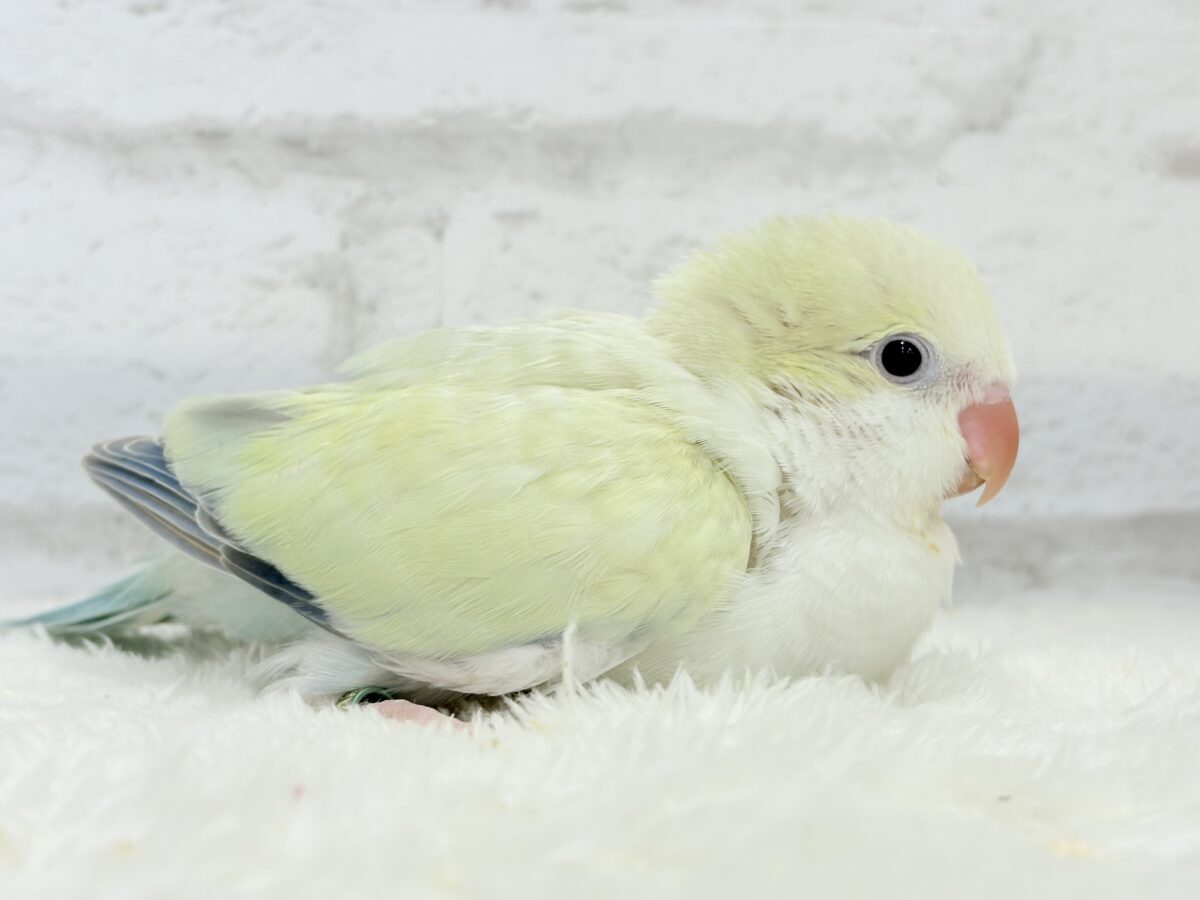 オキナインコ
