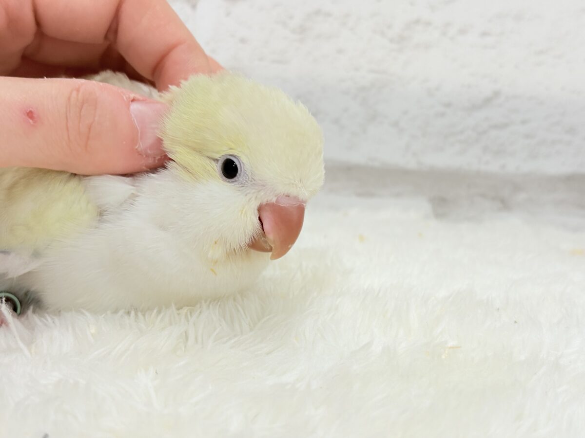 オキナインコ