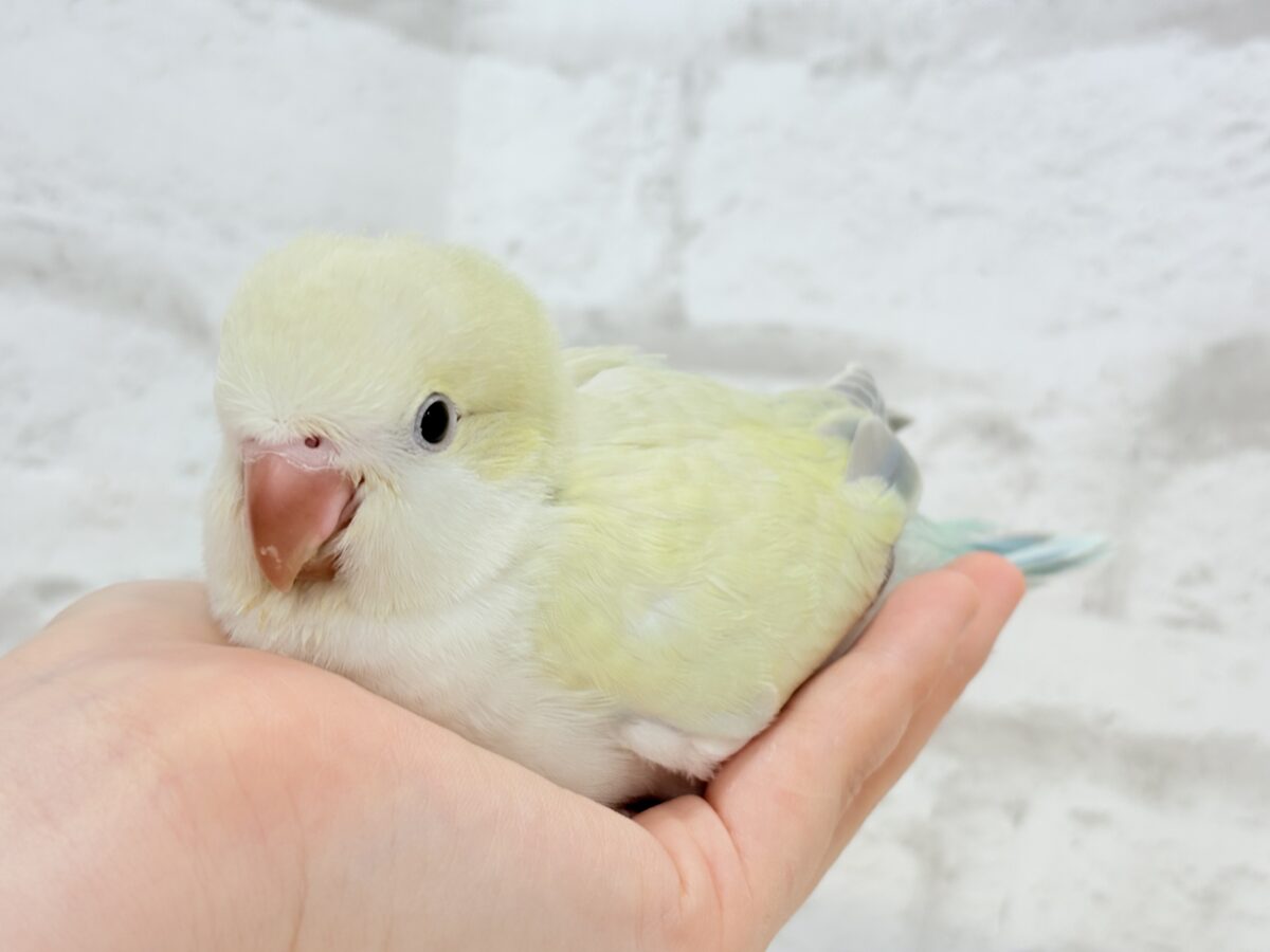 オキナインコ