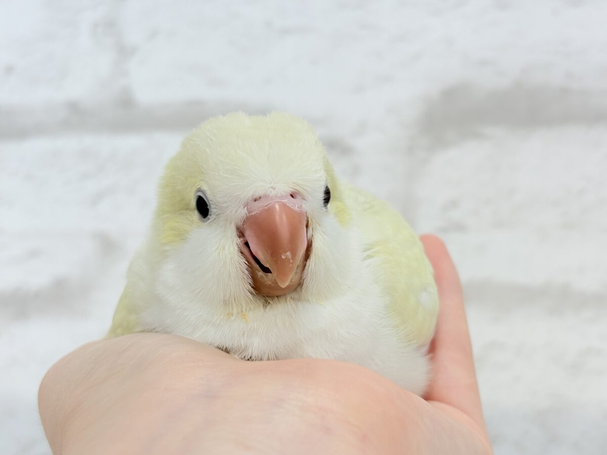オキナインコ