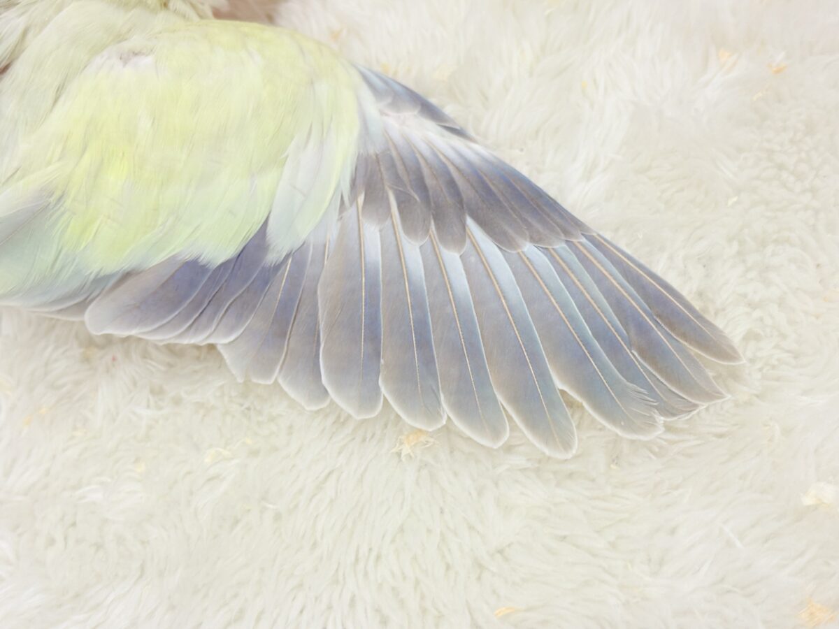 オキナインコ