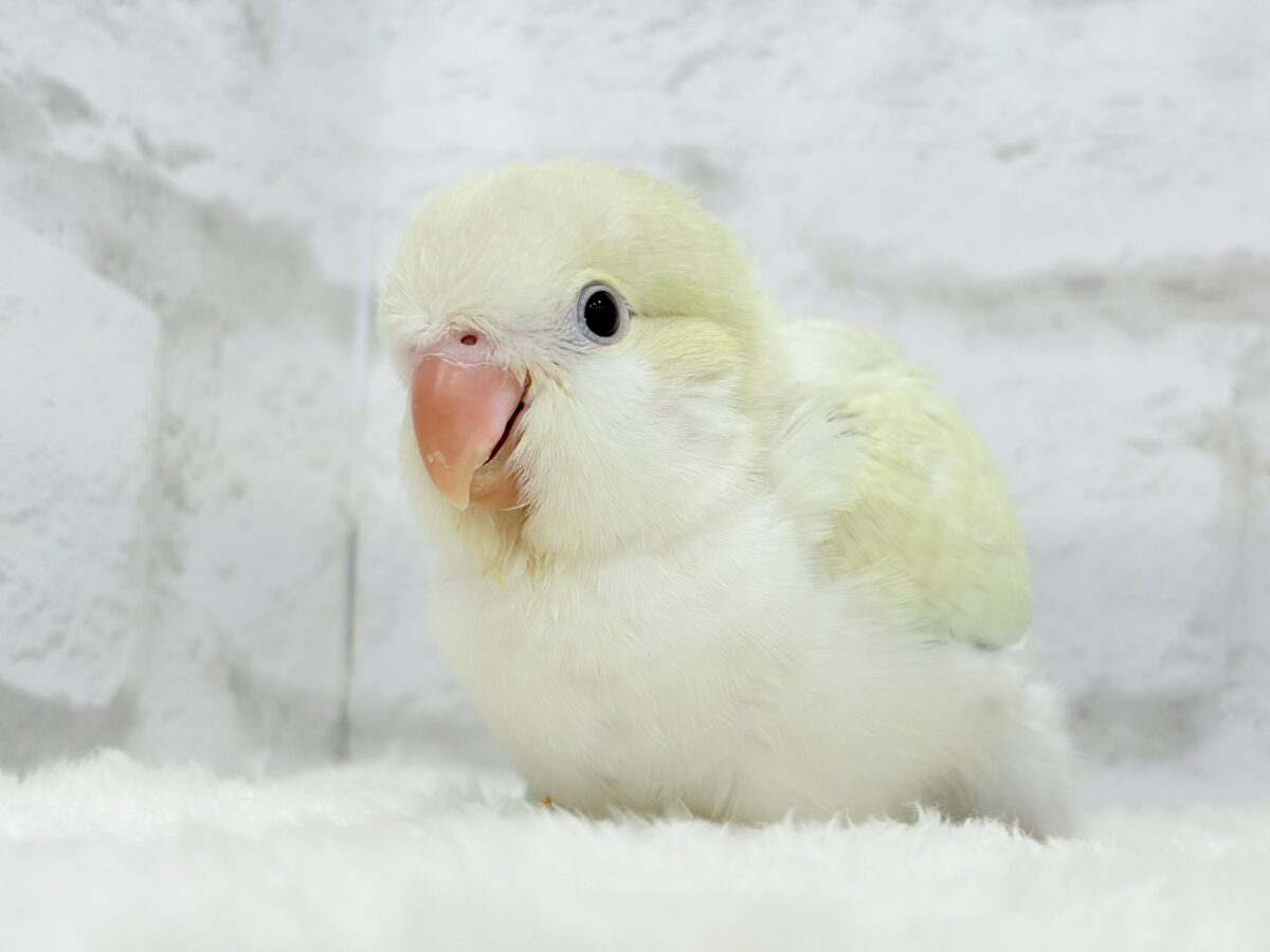 オキナインコ